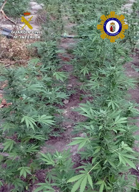 Desmantelan una gran plantación de marihuana en una zona montañosa de Calasparra