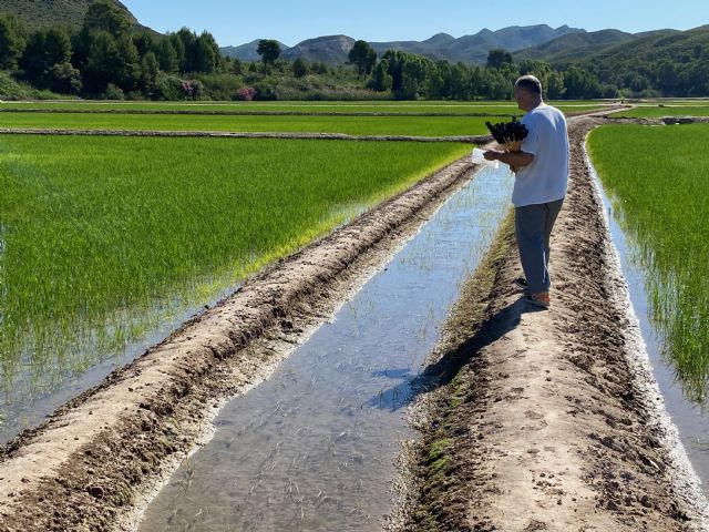 La Comunidad y la DOP de Calasparra avanzan en la estrategia para reducir el uso de fitosanitarios químicos en el cultivo del arroz