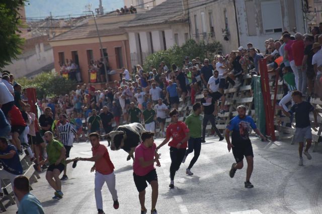 Los impresionantes novillos de Barcial cierran los encierros de Calasparra con un encierro limpio y multitudinario