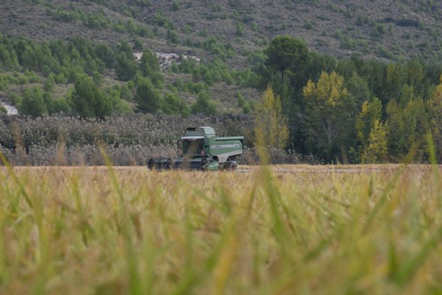 Las rutas del arroz llegan a su recta final con la ruta de la siega en paraje de El Bayo