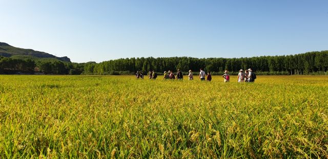 Las rutas del arroz de Calasparra vuelven con los impresionantes parajes de la vega arrocera