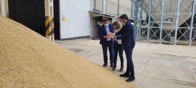La campaña de recolección del Arroz DOP de Calasparra prevé superar los 2,5 millones de kilos esta temporada