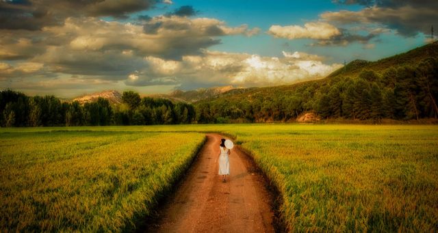 Los paisajes del arroz dan la bienvenida al otoño en Calasparra