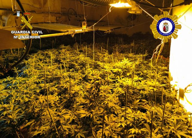 Desmantelan en Calasparra un grupo delictivo que cultivaba gran cantidad de marihuana