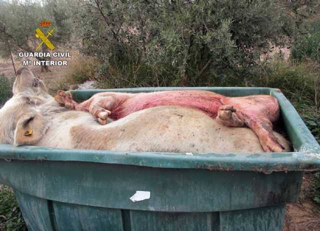 La Guardia Civil denuncia al titular de una granja de Calasparra en la que fue hallado medio centenar de cerdos muertos