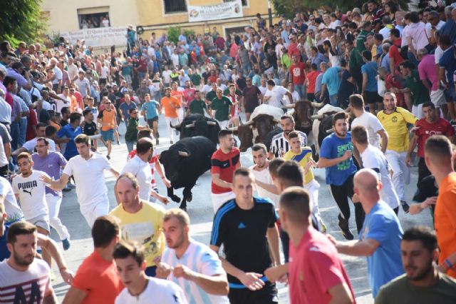 Servicio de organización de los encierros y festejos taurinos en Calasparra